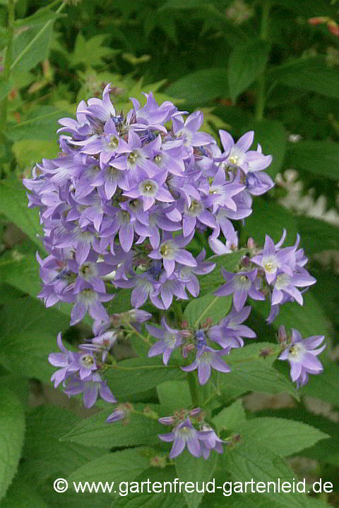 Campanula lactiflora – Hohe Dolden-Glockenblume