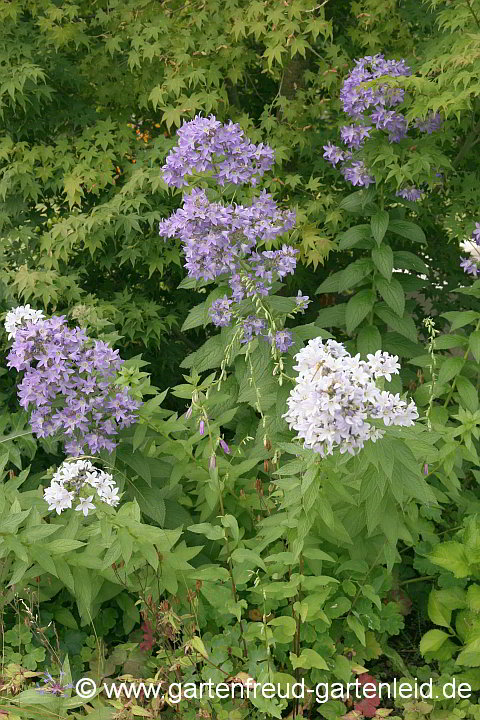 Campanula lactiflora – Hohe Dolden-Glockenblume