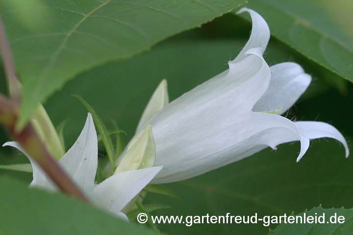 Campanula latifolia 'Alba' – Breitblättrige Wald-Glockenblume