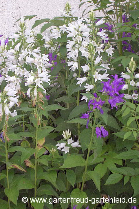 Campanula latifolia 'Alba' – Breitblättrige Wald-Glockenblume