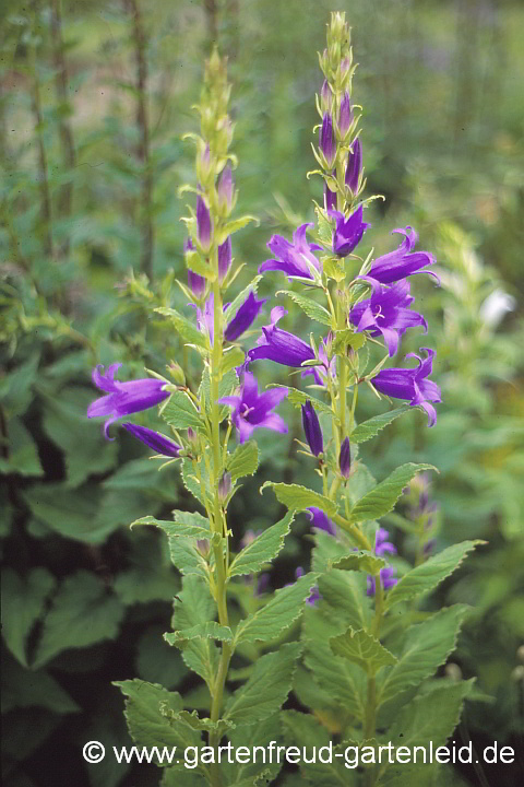 Campanula latifolia 'Brantwood' – Breitblättrige Wald-Glockenblume