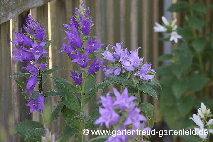 Campanula latifolia var. macrantha – Breitblättrige Wald-Glockenblume