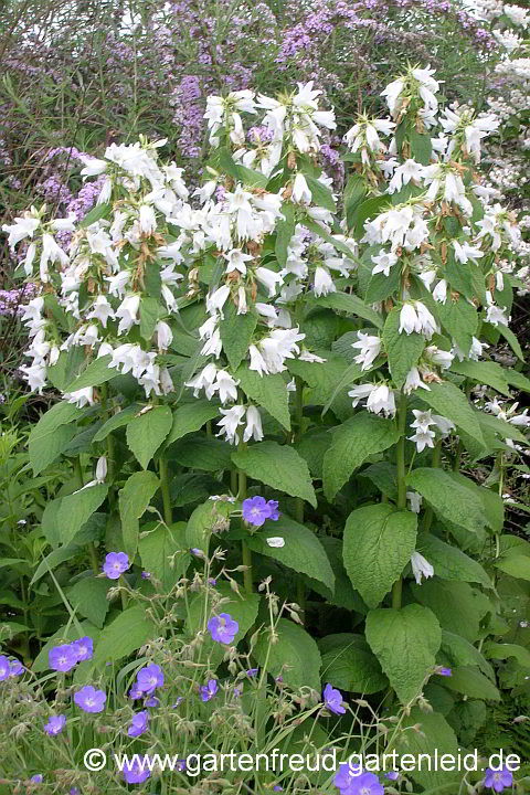 Campanula latifolia var. macrantha 'Alba' – Breitblättrige Wald-Glockenblume