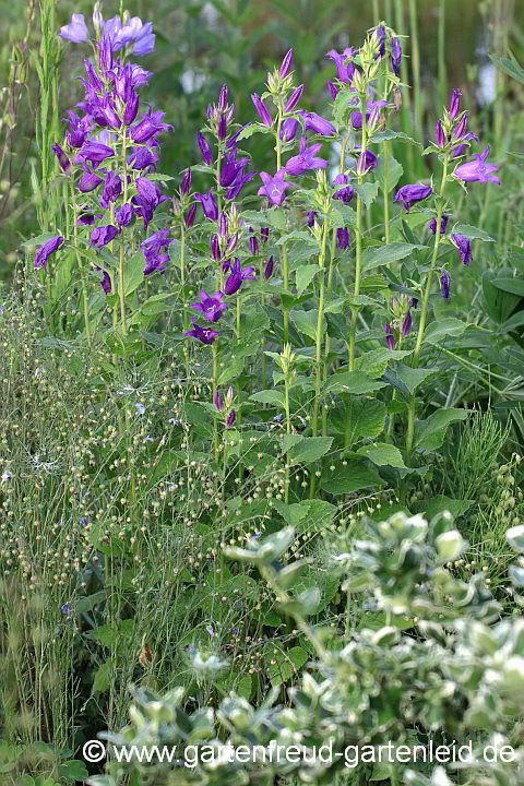 Campanula latifolia var. macrantha – Breitblättrige Wald-Glockenblume