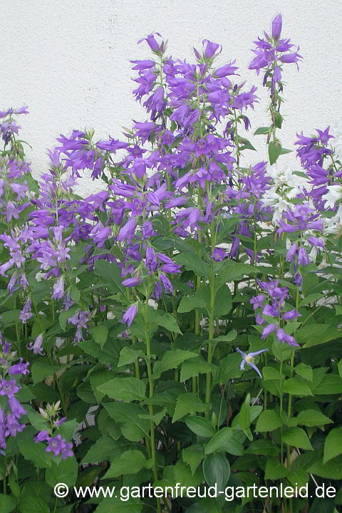 Campanula latifolia – Breitblättrige Wald-Glockenblume