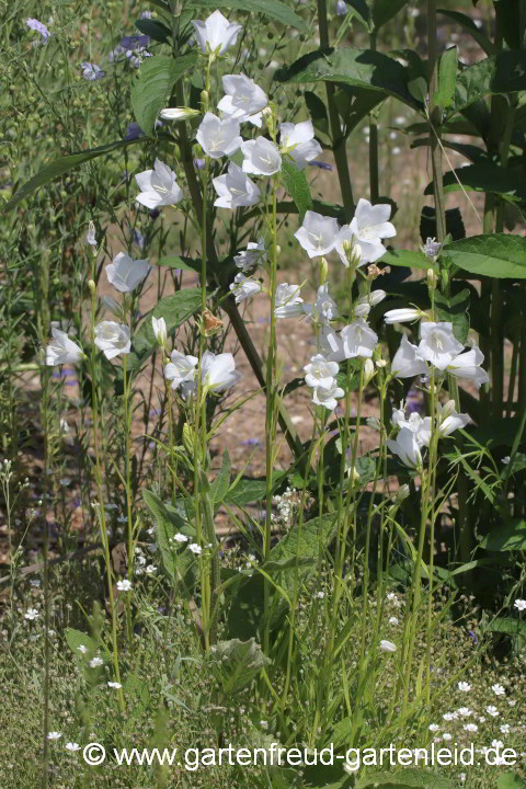 Campanula persicifolia 'Grandiflora Alba' – Pfirsichblättrige Glockenblume