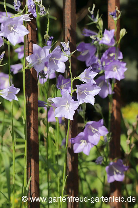 Campanula persicifolia – Pfirsichblättrige Glockenblume