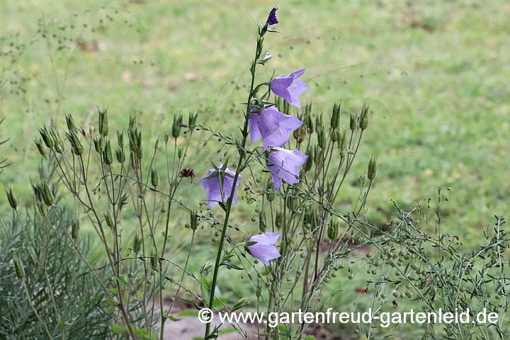 Campanula persicifolia – Pfirsichblättrige Glockenblume