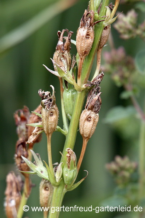 Campanula persicifolia – Pfirsichblättrige Glockenblume, Fruchtstände