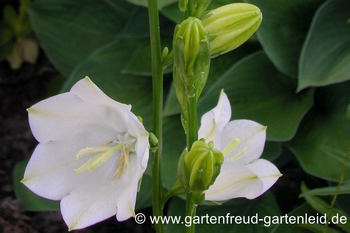 Campanula persicifolia 'Grandiflora Alba' (Pfirsichbl&auml;ttrige Glockenblume)