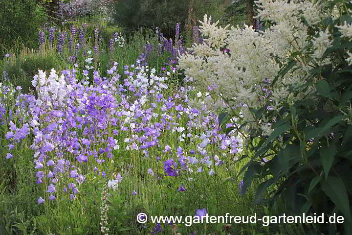 Campanula persicifolia – Pfirsichblättrige Glockenblume