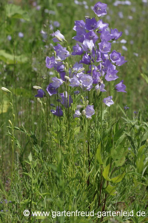 Campanula persicifolia – Pfirsichblättrige Glockenblume