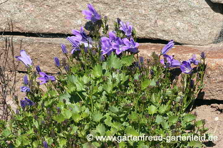 Campanula portenschlagiana – Dalmatiner Polster-Glockenblume