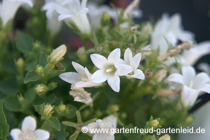 Campanula portenschlagiana 'Alba' – Dalmatiner Polster-Glockenblume