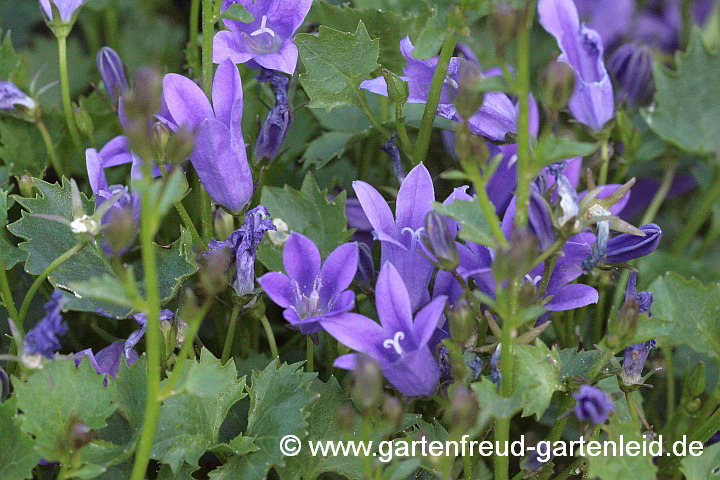 Campanula portenschlagiana – Dalmatiner Polster-Glockenblume