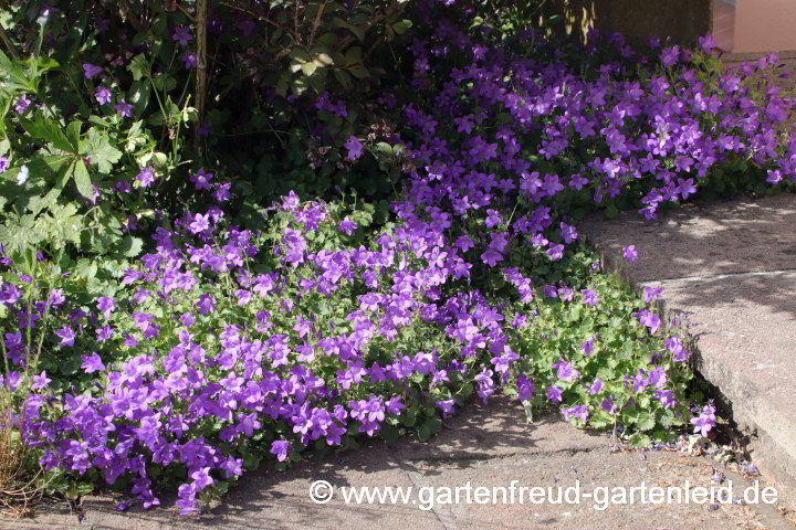 Campanula portenschlagiana – Dalmatiner Polster-Glockenblume