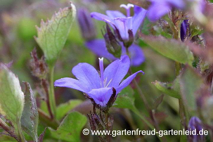 Campanula poscharskyana – Hängepolster-Glockenblume, Blüten