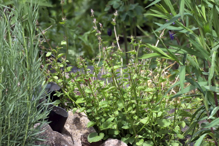 Campanula poscharskyana – Kriechende Glockenblume