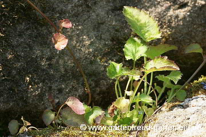 Campanula poscharskyana – Hängepolster-Glockenblume, abgefressen