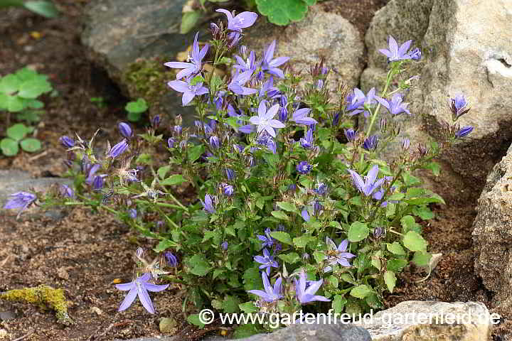 Campanula poscharskyana – Hängepolster-Glockenblume, Kriechende Glockenblume