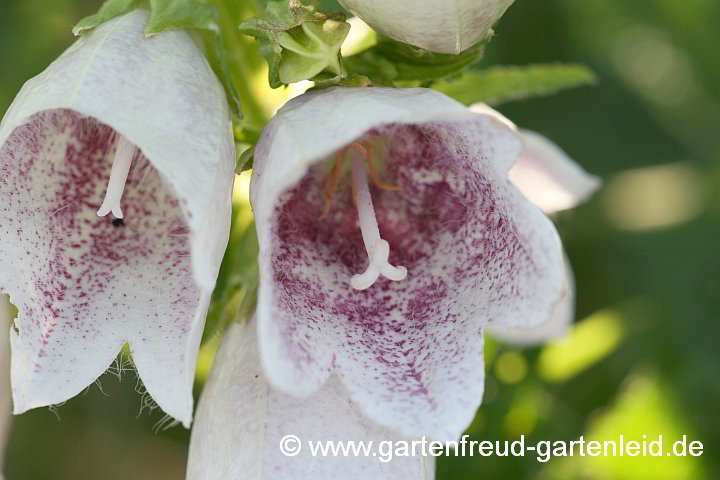 Campanula punctata – Punktierte Glockenblume, Japan-Glockenblume