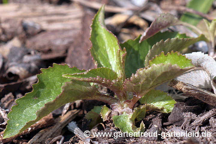 Campanula punctata 'Rubra' – Punktierte Glockenblume, Austrieb