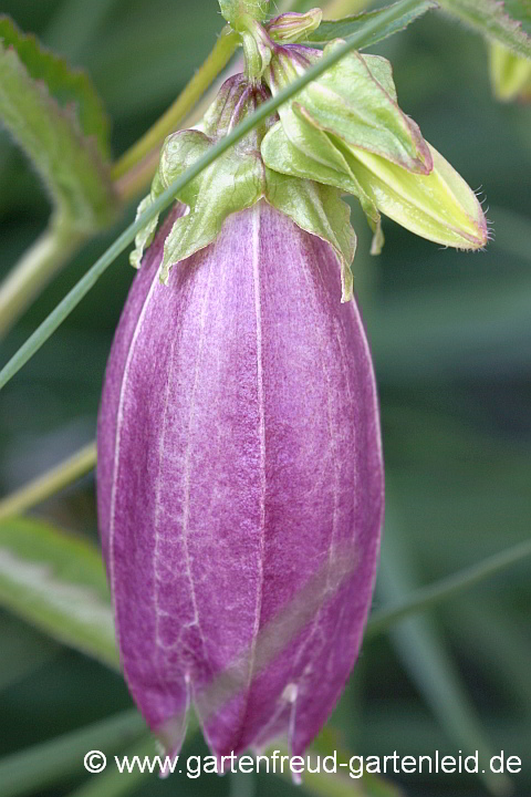 Campanula punctata 'Rubra' – Punktierte Glockenblume, Japan-Glockenblume