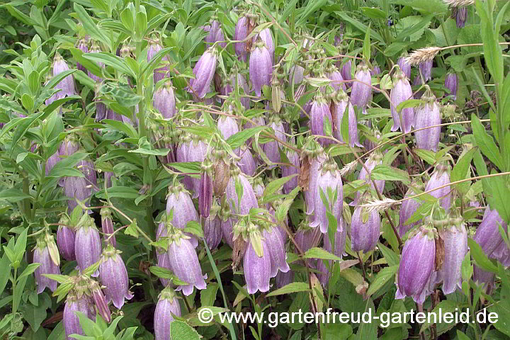 Campanula punctata 'Rubra' – Punktierte Glockenblume, Japan-Glockenblume