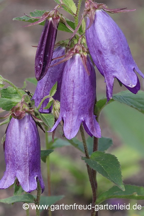 Campanula punctata 'Sarastro' – Punktierte Glockenblume, Japan-Glockenblume