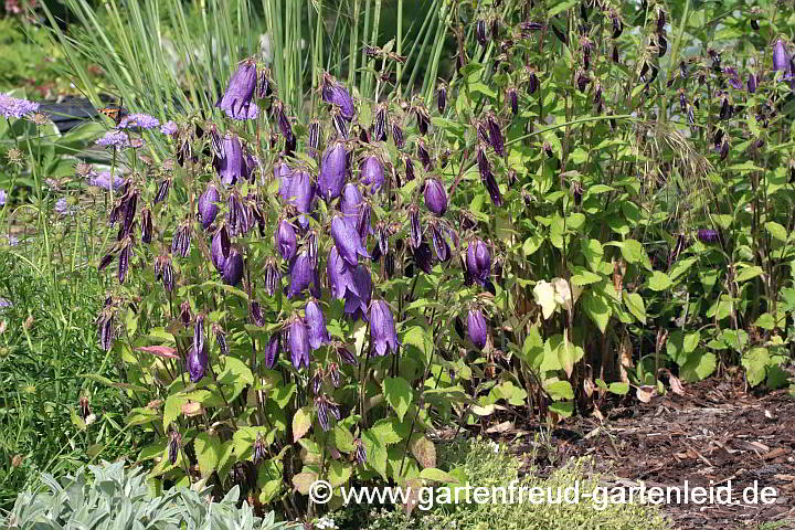 Campanula punctata 'Sarastro' – Punktierte Glockenblume, Japan-Glockenblume