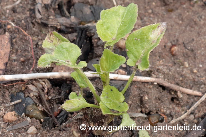 Campanula pyramidalis – Pyramiden-Glockenblume, Austrieb