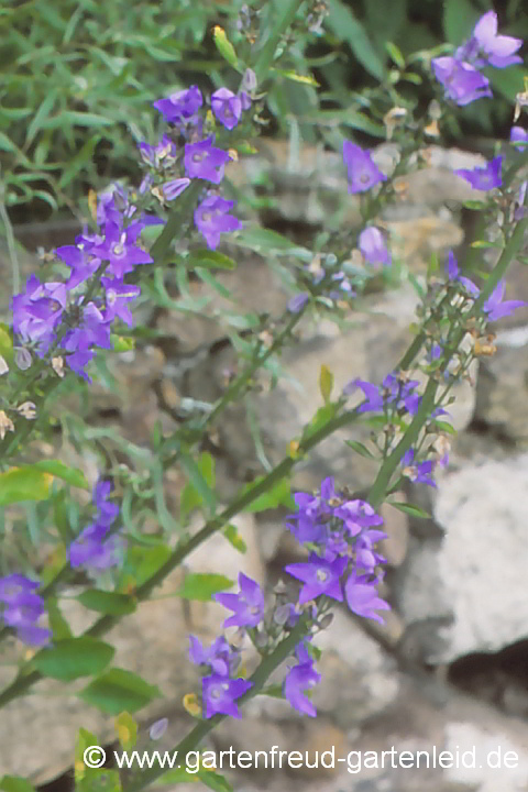 Campanula pyramidalis – Pyramiden-Glockenblume