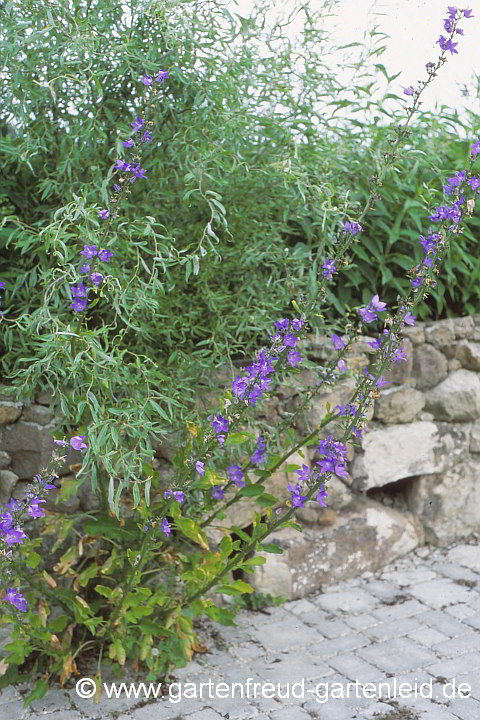 Campanula pyramidalis – Pyramiden-Glockenblume