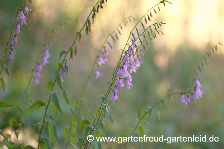 Campanula rapunculoides – Acker-Glockenblume, Blütentriebe