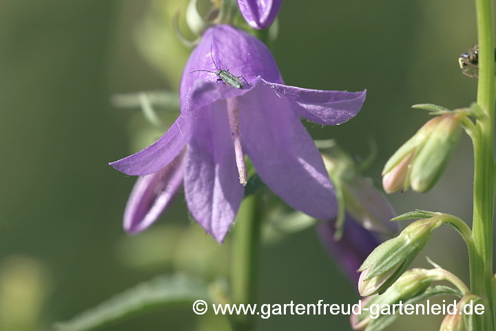 Campanula rapunculoides – Acker-Glockenblume