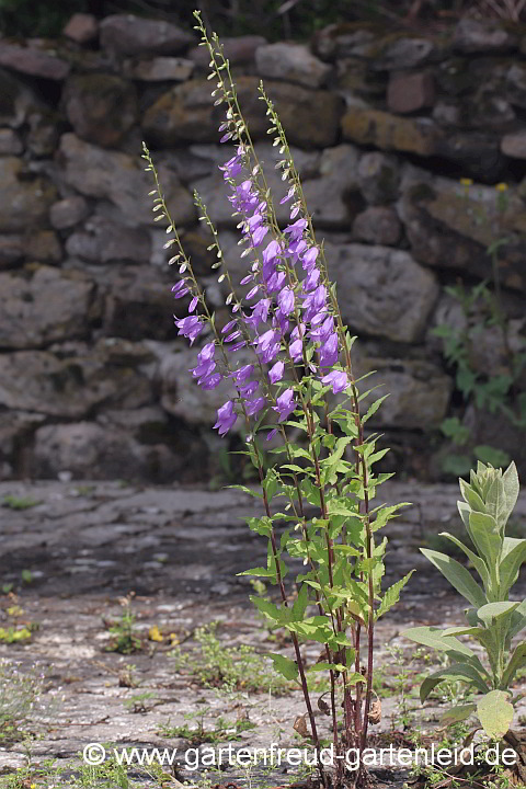 Campanula rapunculoides – Acker-Glockenblume