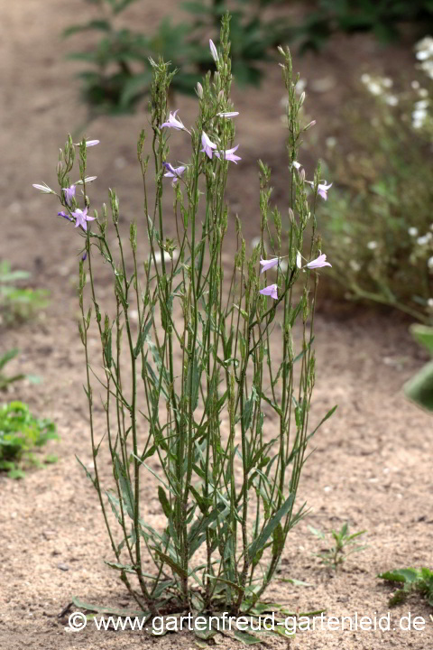 Campanula rapunculus – Rapunzel-Glockenblume zu Beginn der Blüte