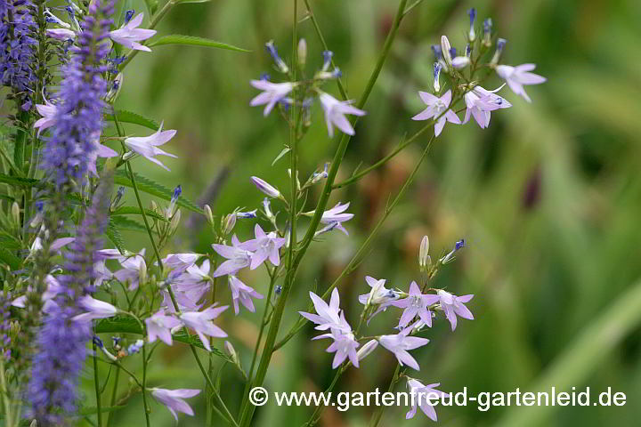 Campanula rapunculus (Rapunzel-Glockenblume) mit Veronica longifolia