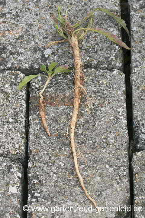 Campanula rapunculus – Rapunzel-Glockenblume, Wurzeln