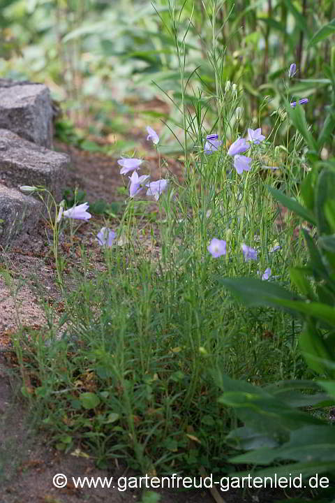 Campanula rotundifolia – Rundblättrige Glockenblume