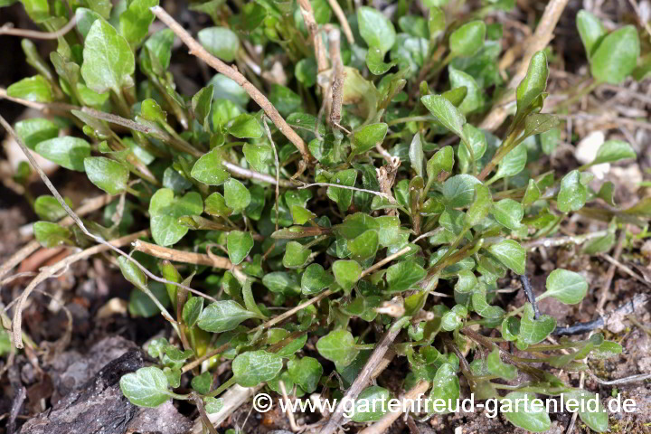 Campanula rotundifolia – Rundblättrige Glockenblume, Austrieb