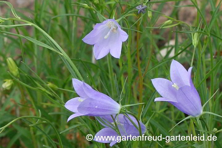 Campanula rotundifolia – Rundblättrige Glockenblume