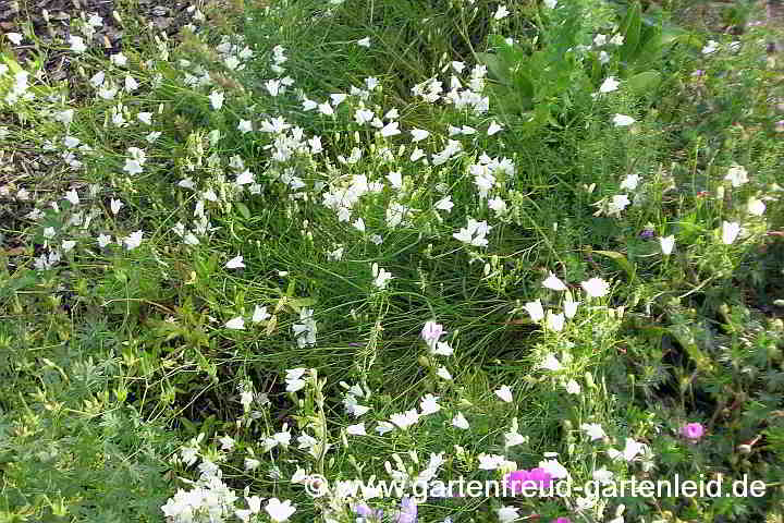Campanula rotundifolia 'White Gem' – Rundblättrige Glockenblume