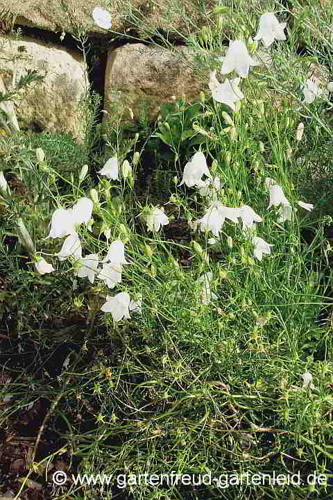 Campanula rotundifolia 'White Gem' – Rundblättrige Glockenblume