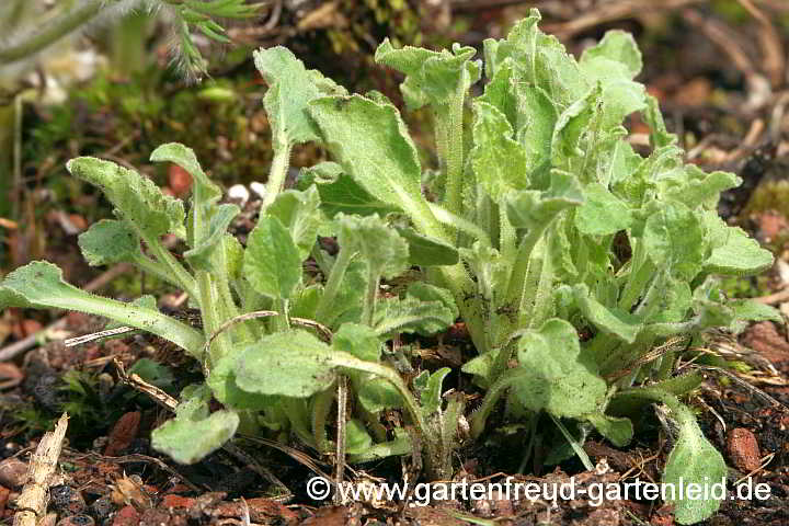 Campanula sarmatica – Sarmatische Glockenblume, Austrieb