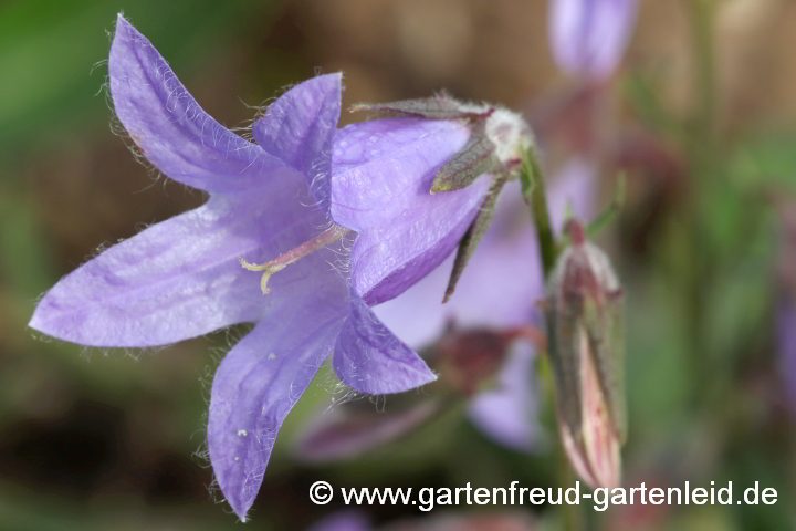 Campanula sarmatica – Sarmatische Glockenblume