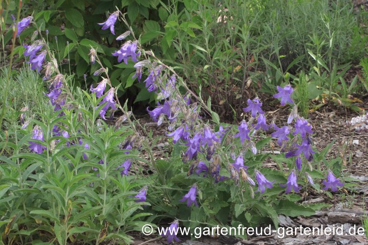 Campanula sarmatica – Sarmatische Glockenblume
