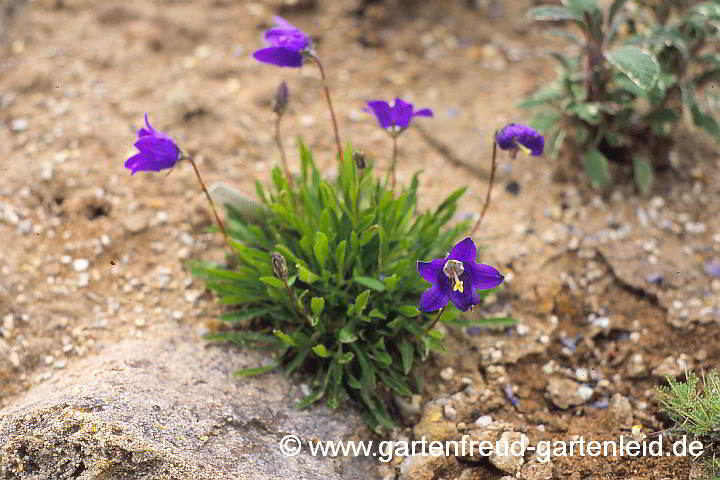 Campanula saxifraga – Steinbrech-Glockenblume