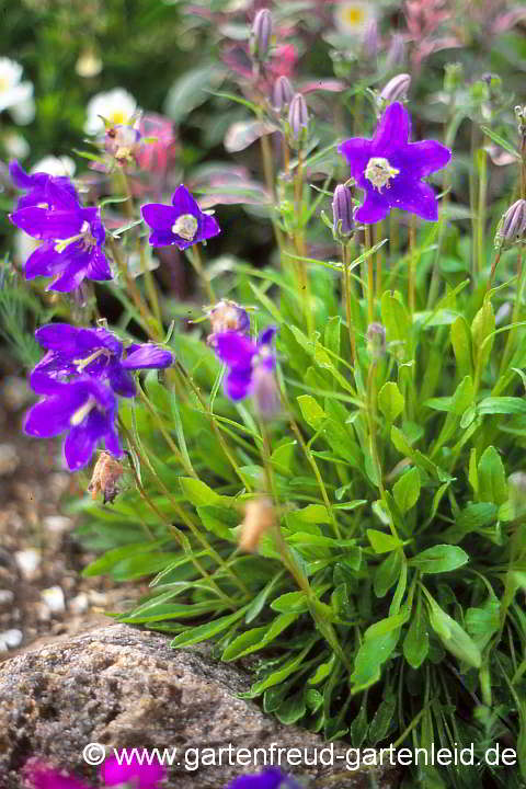 Campanula saxifraga – Steinbrech-Glockenblume