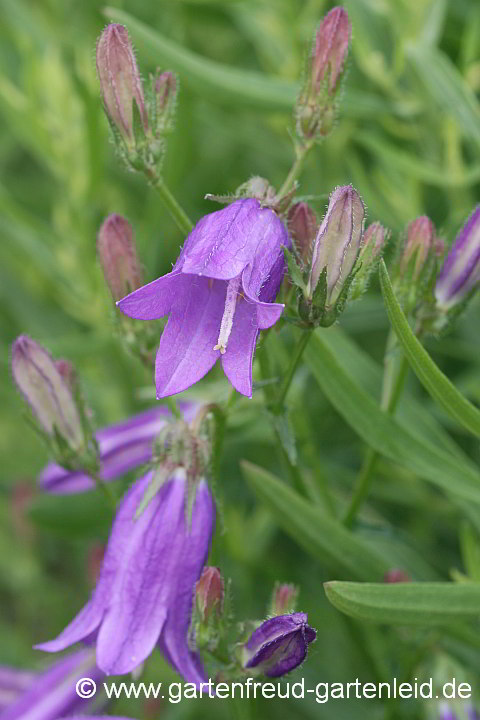 Campanula sibirica – Sibirische Glockenblume